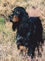 Pedigree MAMBO DE LA TOUNDRA DES TERRES FROIDES Pedigree MAMBO DE LA TOUNDRA DES TERRES FROIDES